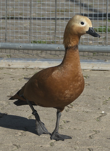 职业生涯